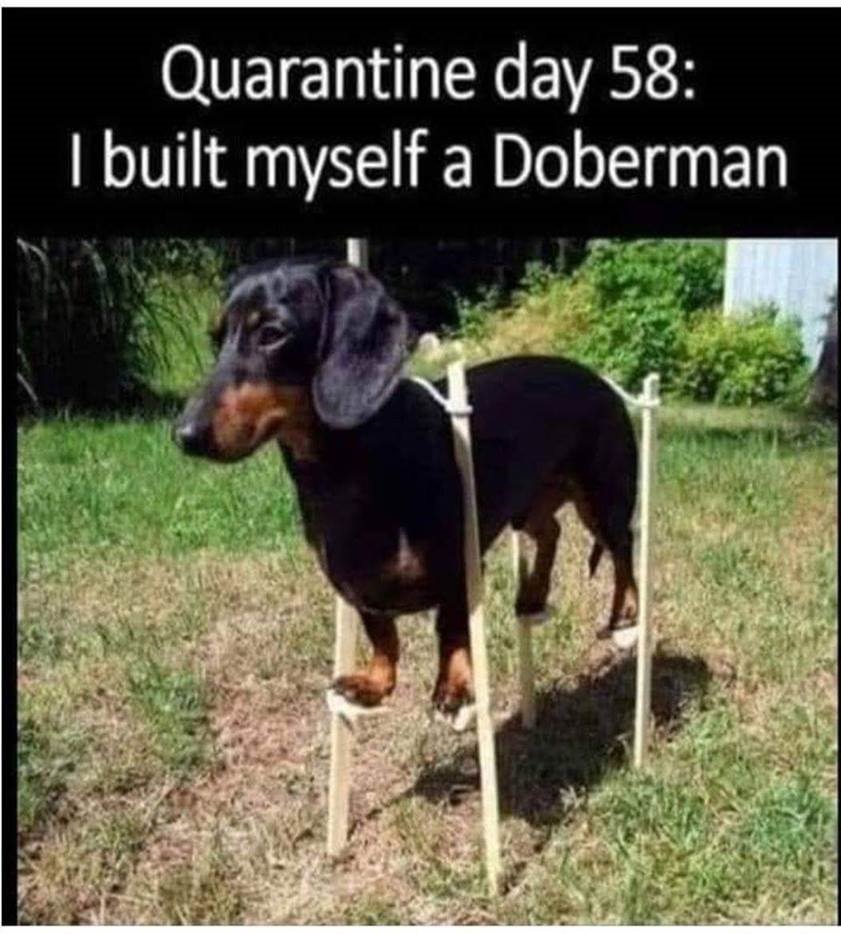 doberman.jpg
