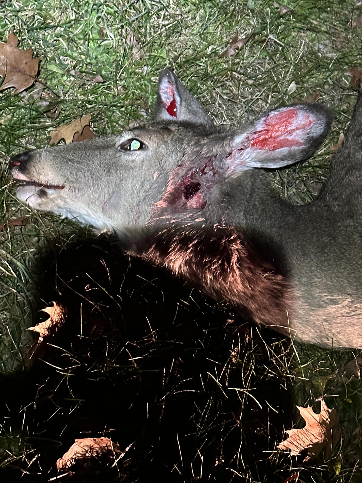 Doe shot on Christmas Eve 2022.jpg