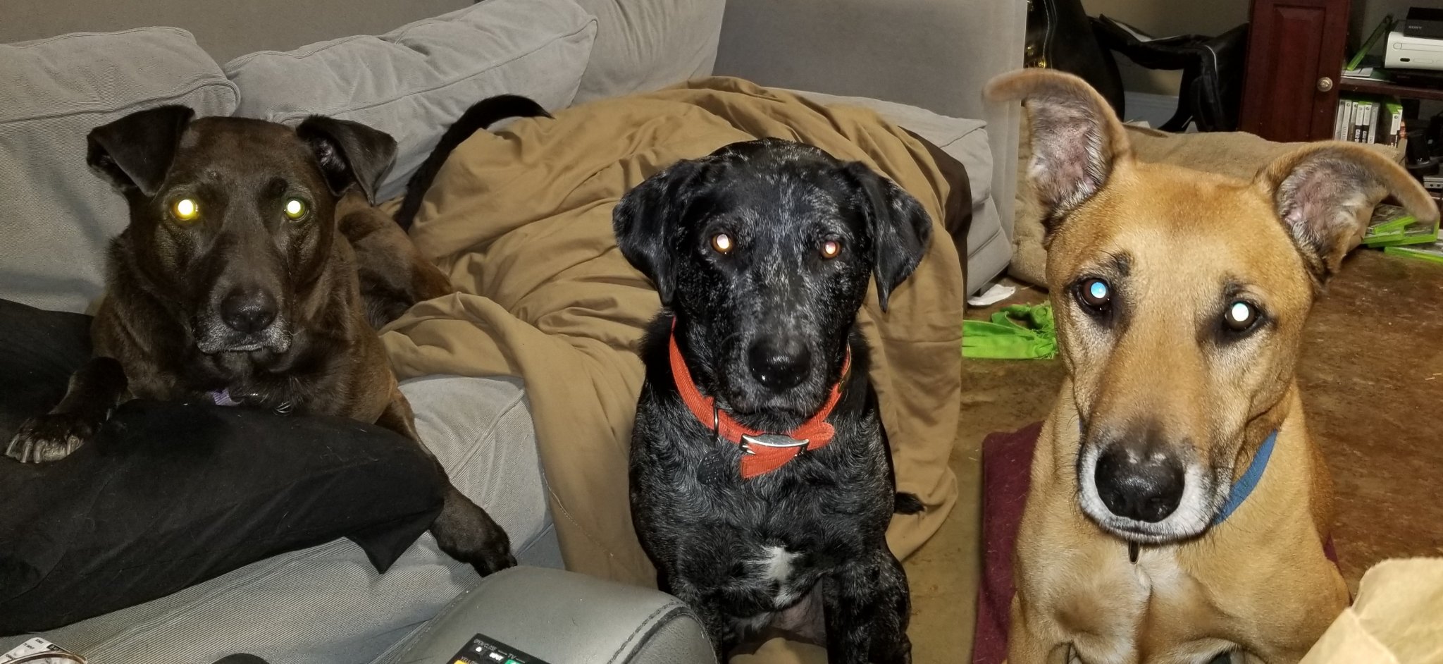 dog (2) - Copy.jpg