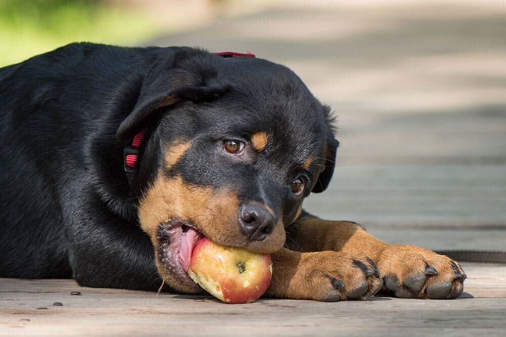 dog apple.jpg