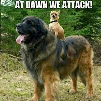 dog attack.jpeg