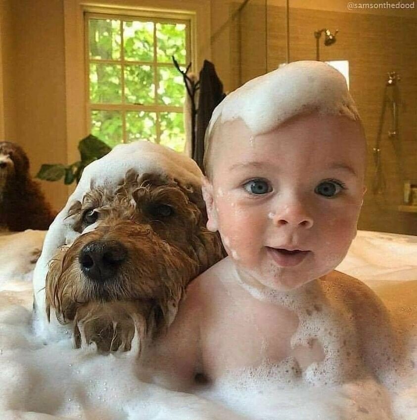 dog baby bath.jpeg