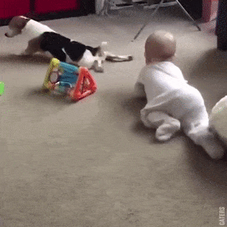 dog baby crawl.gif