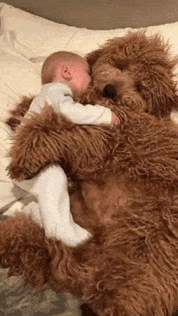 dog baby.gif