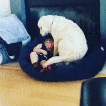 dog baby.gif