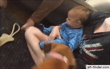 dog baby.gif