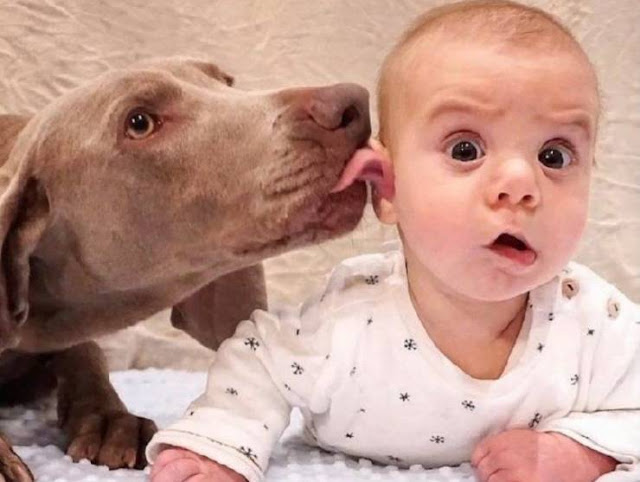 dog baby.jpeg