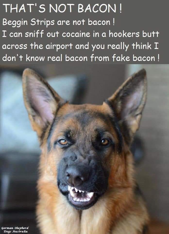 dog bacon.jpg