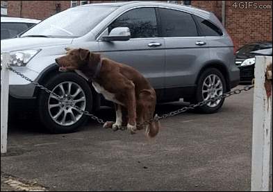 dog balance.gif
