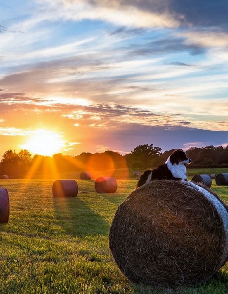 dog bale.jpeg