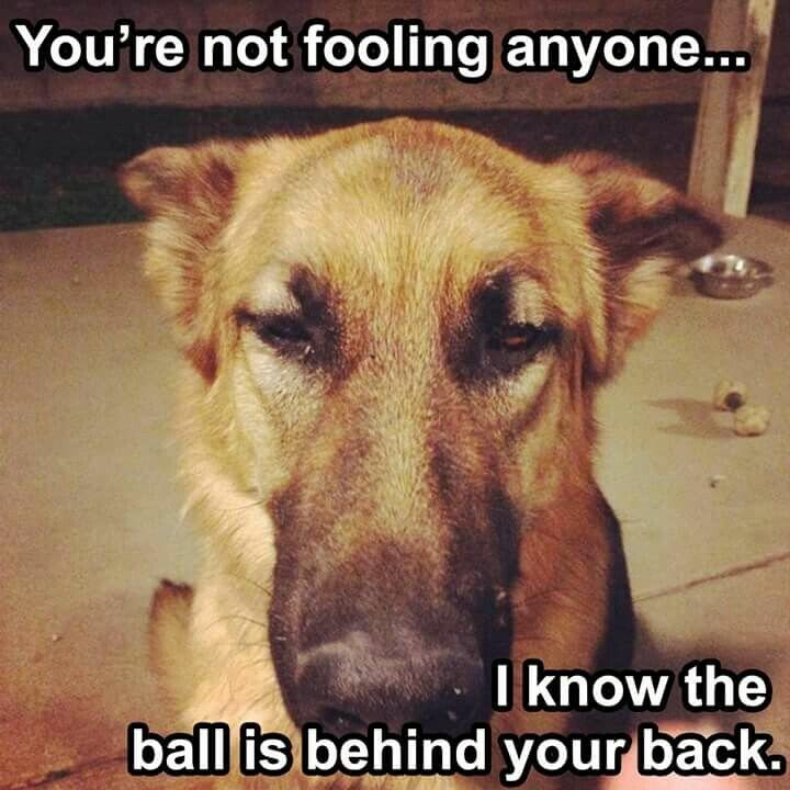 dog ball back.jpeg