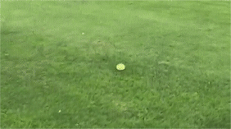 dog ball.gif