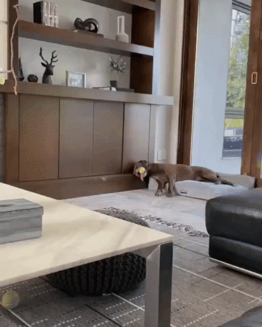 dog ball.gif