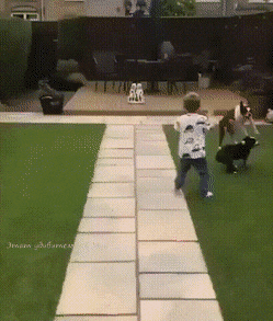dog ball.gif