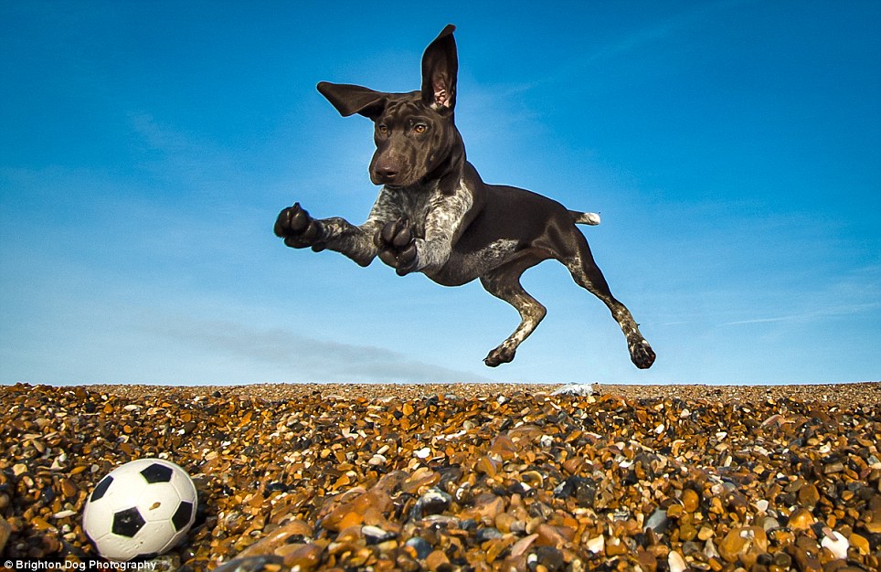 dog ball.jpeg