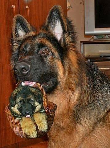 dog basket.jpg