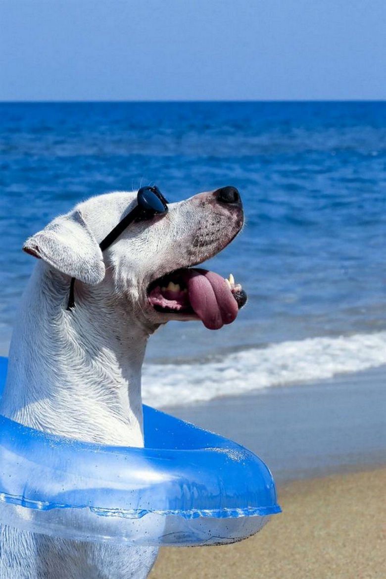 dog beach.jpeg