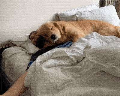 dog bed.gif