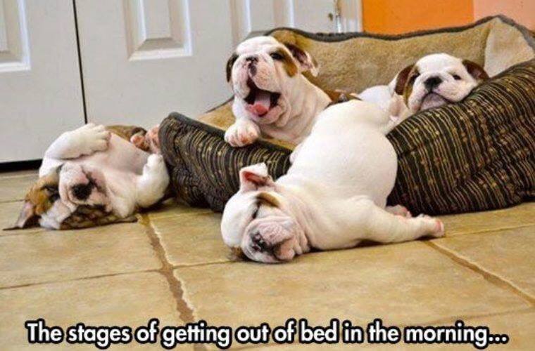 dog bed.jpeg