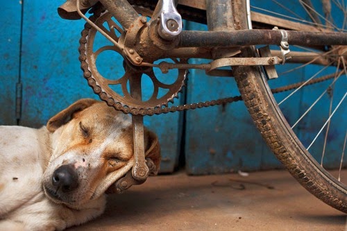 dog bike.jpg