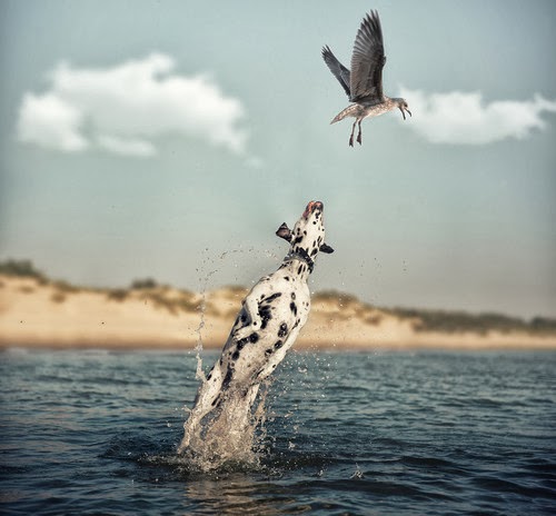 dog bird.jpg