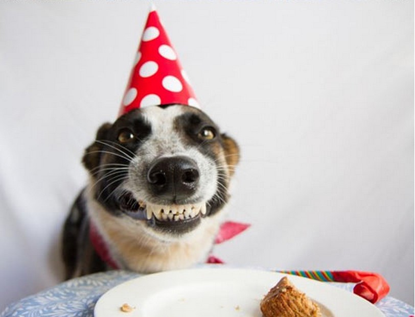 dog birthday.jpeg