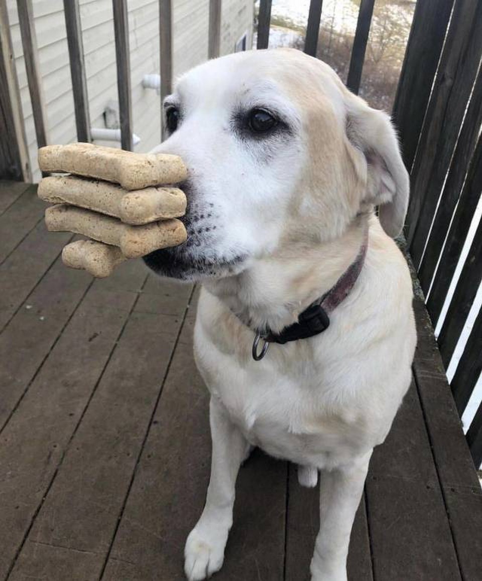 dog biscuit.jpeg