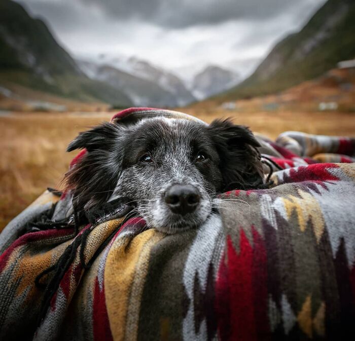 dog blanket.jpg