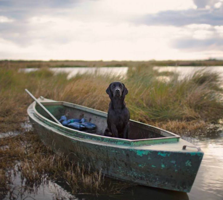 dog boat.jpg