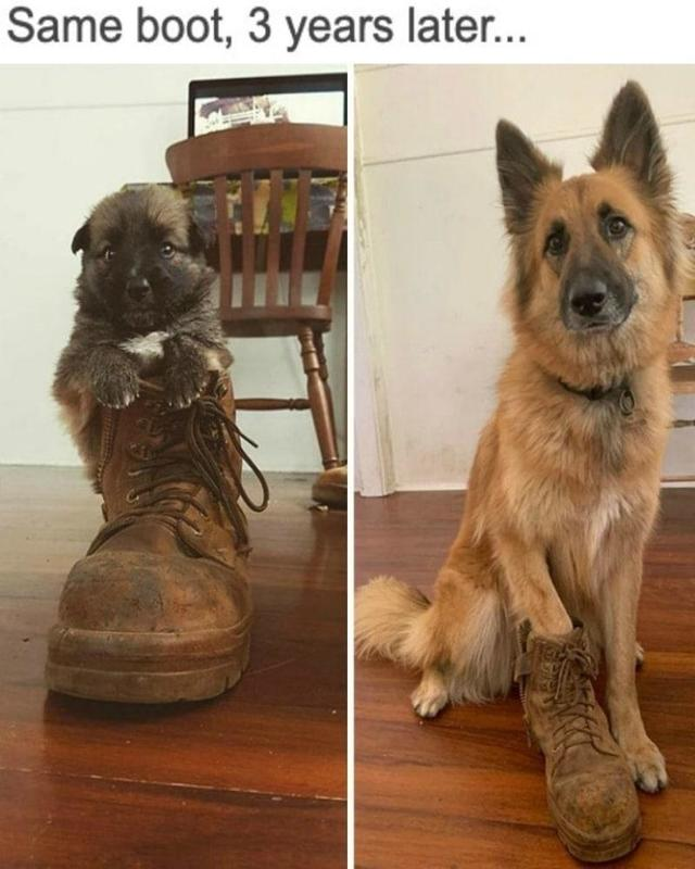 dog boot.png