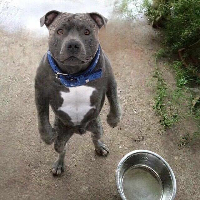 dog bowl.jpeg