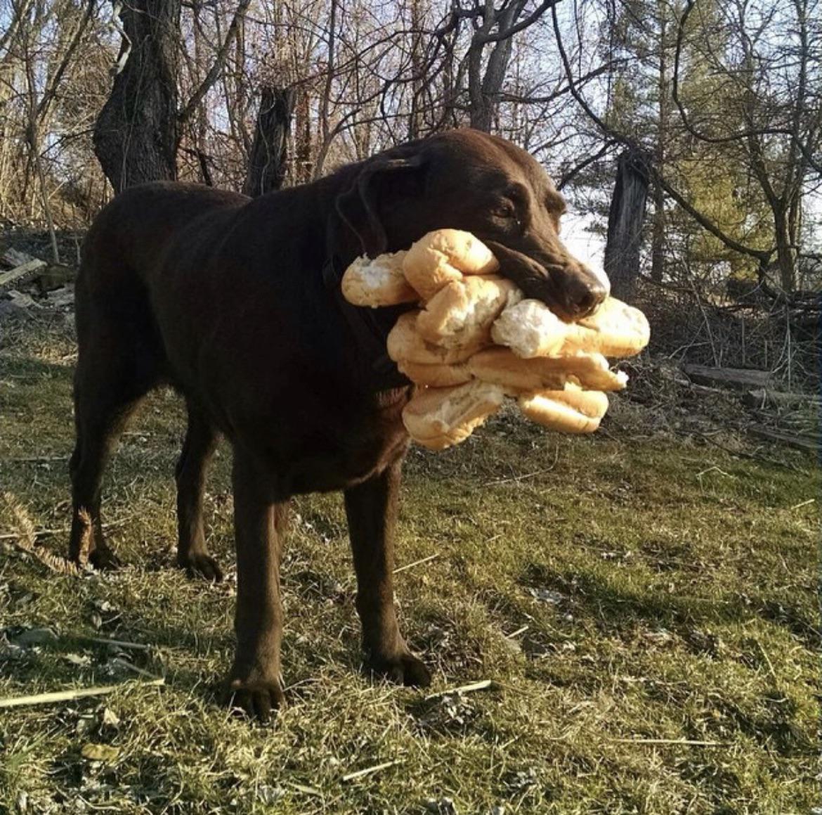 dog buns.jpeg