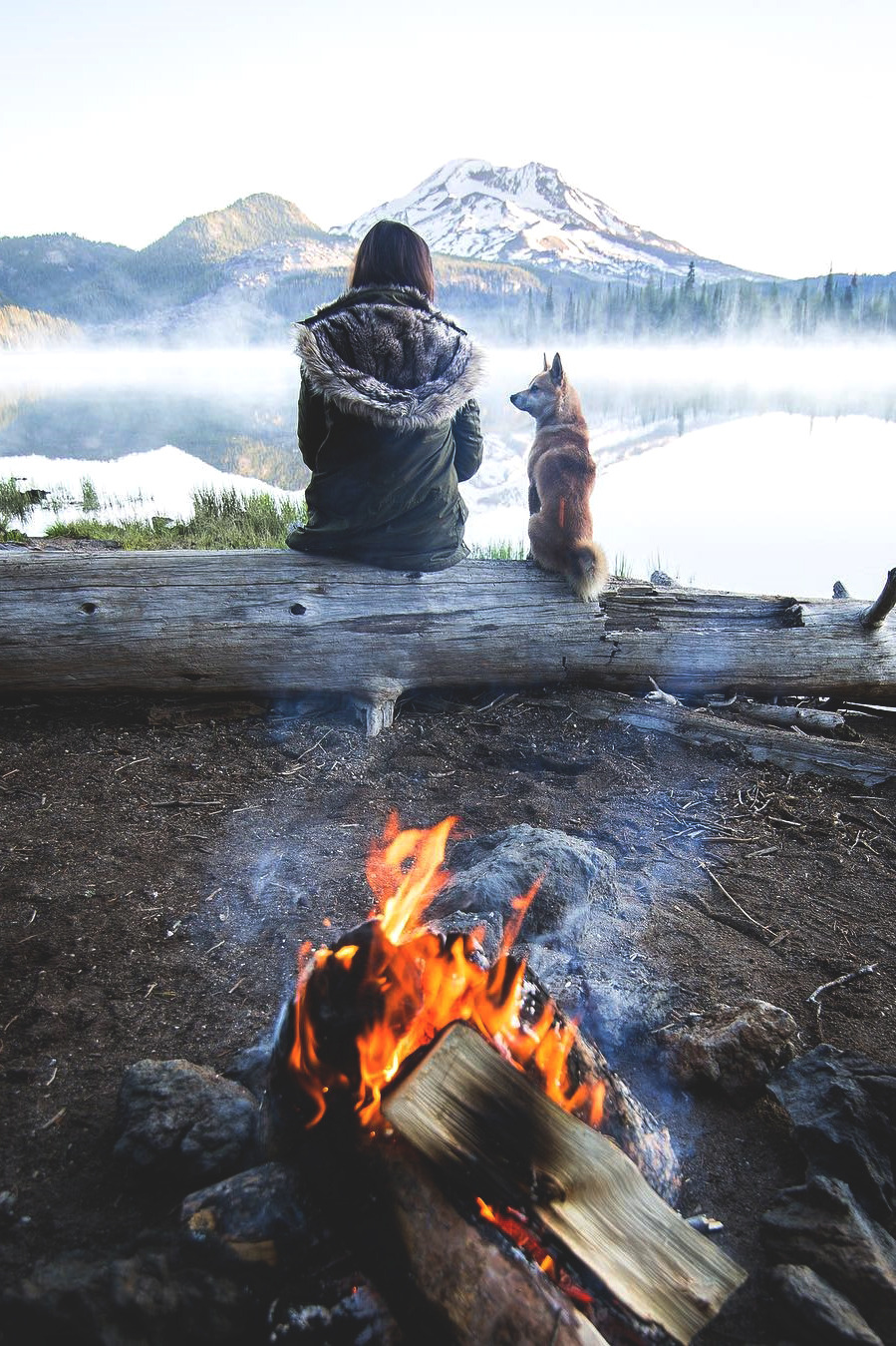 dog camping.jpeg