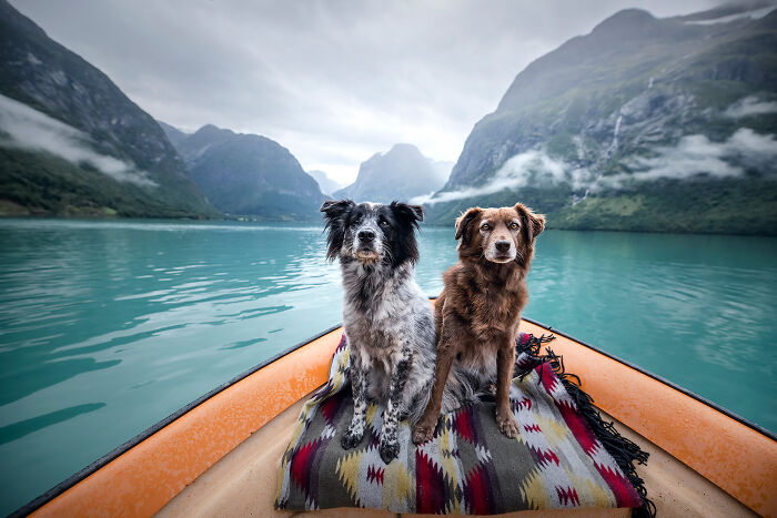 dog canoe.jpg