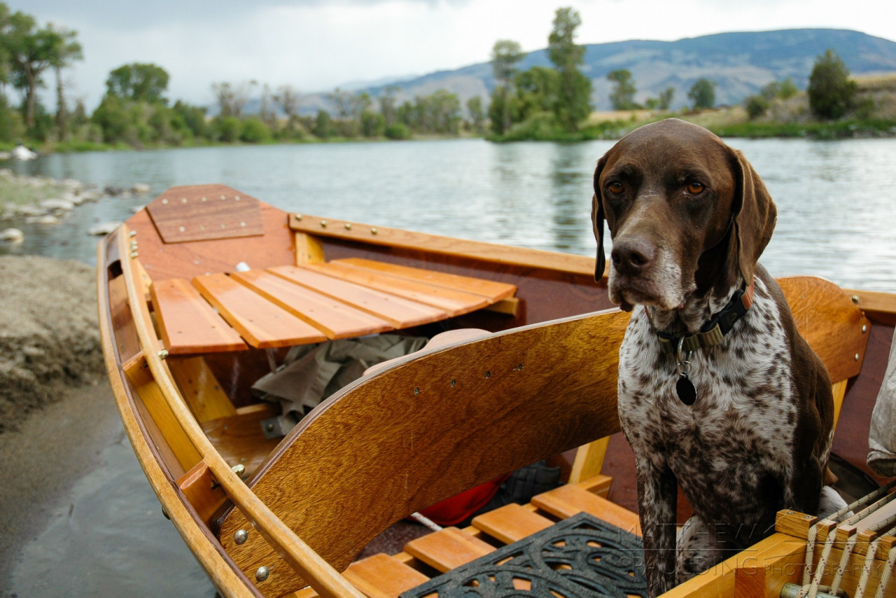 dog canoe.jpg