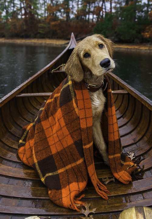 dog canoe.jpg