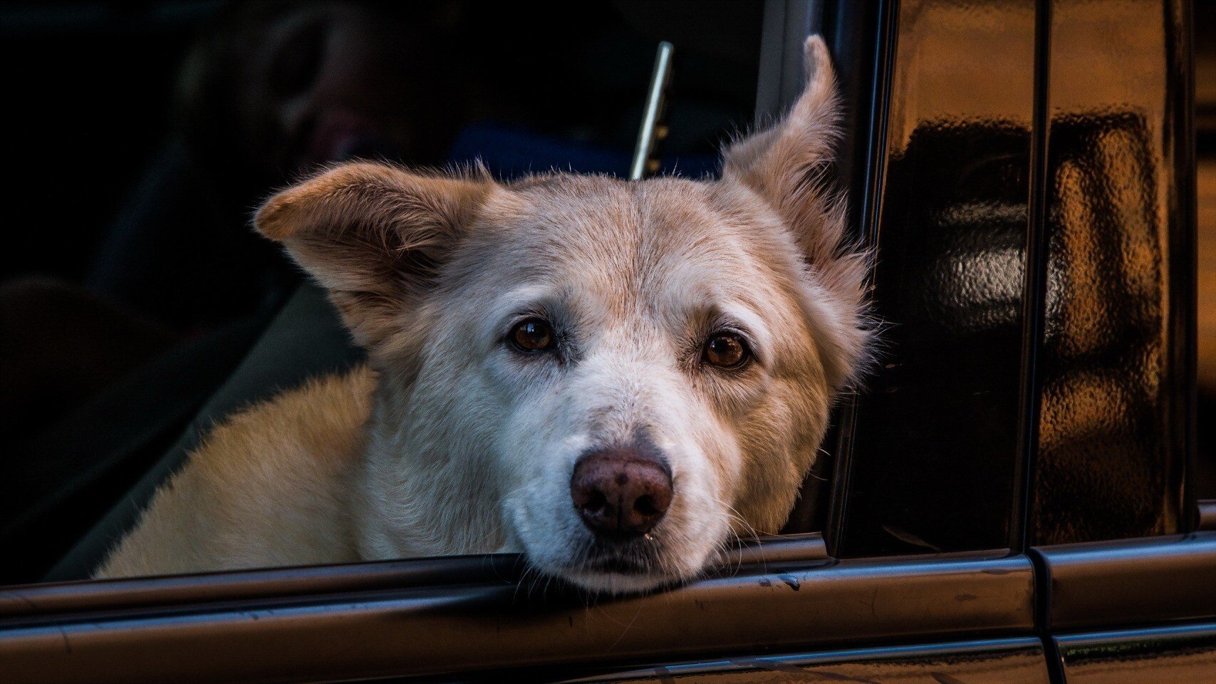 dog car.jpg