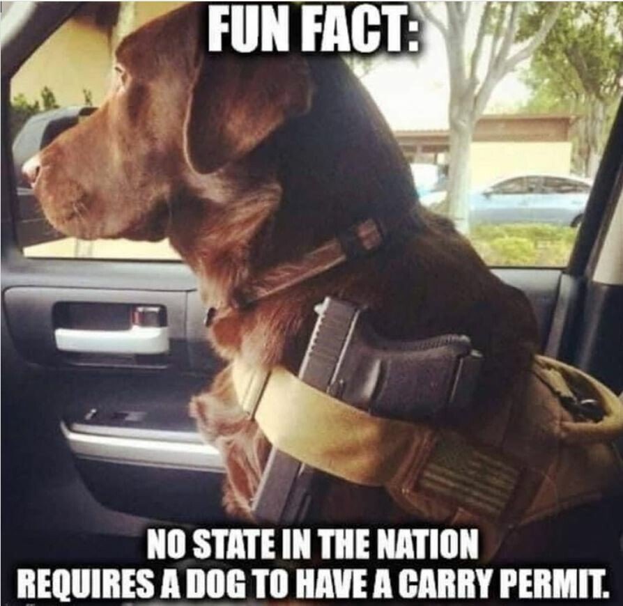 dog carry permit.jpeg
