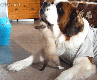 dog cat.gif