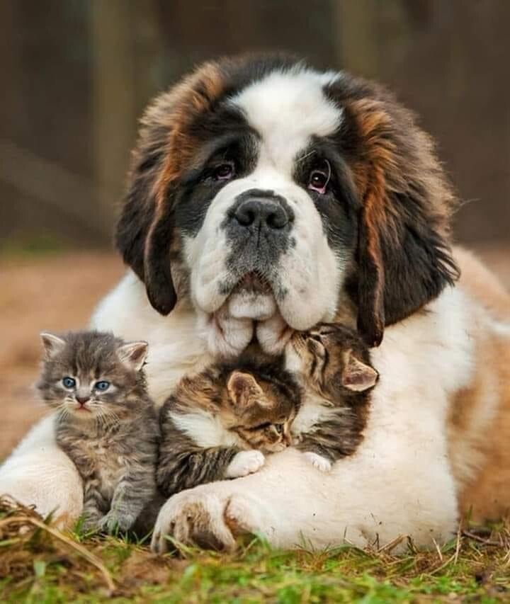 dog cat.jpeg