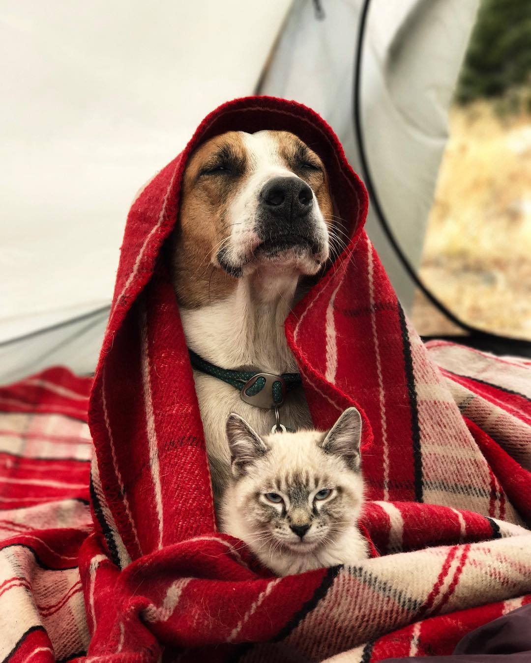 dog cat.jpeg