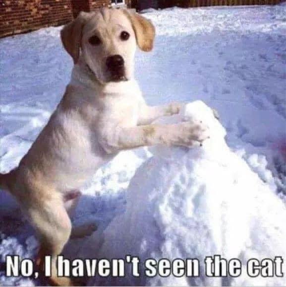 dog cat.jpg