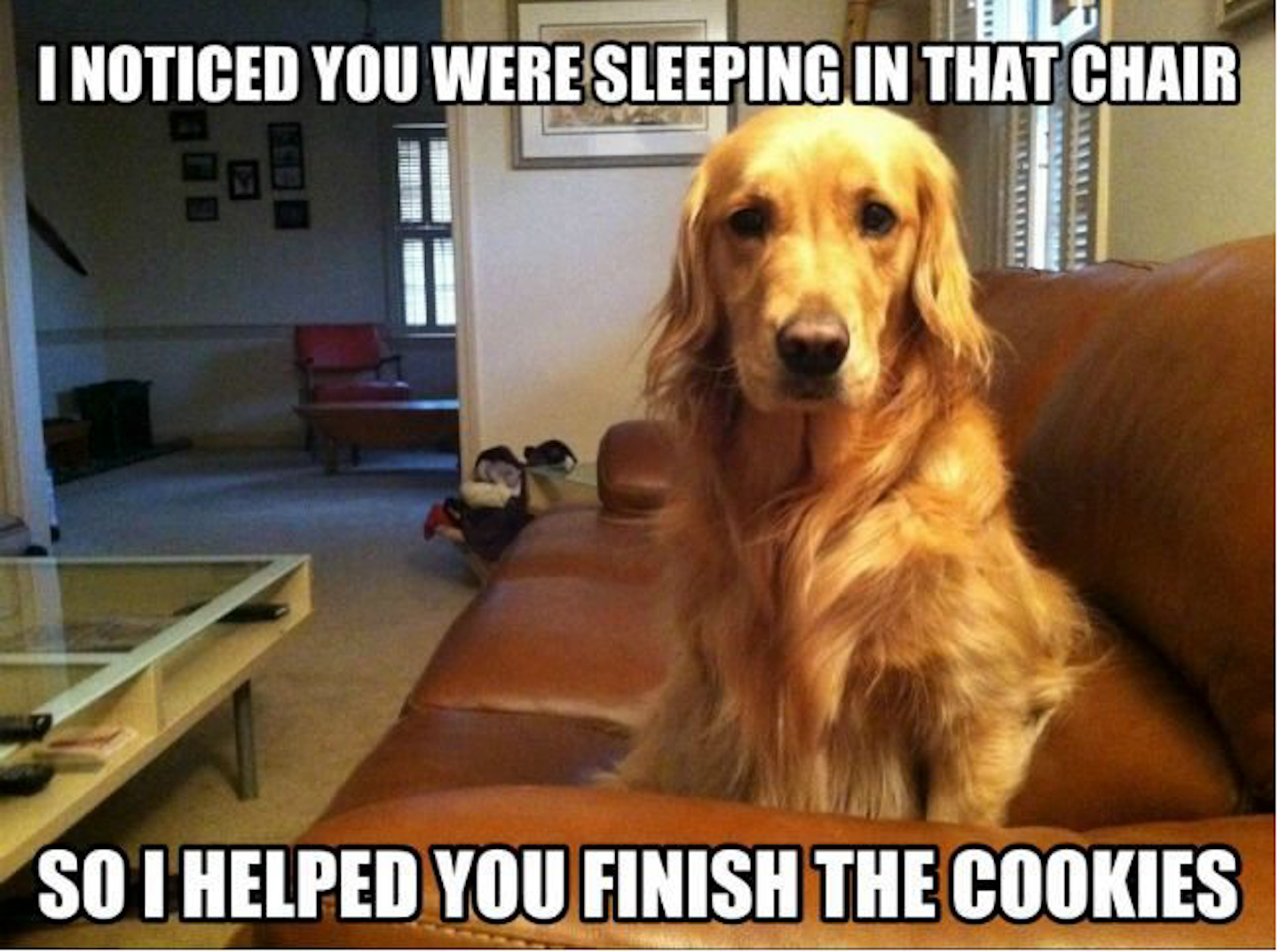 dog cookies.png