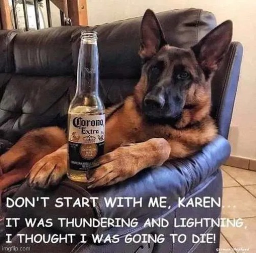 dog corona.jpg