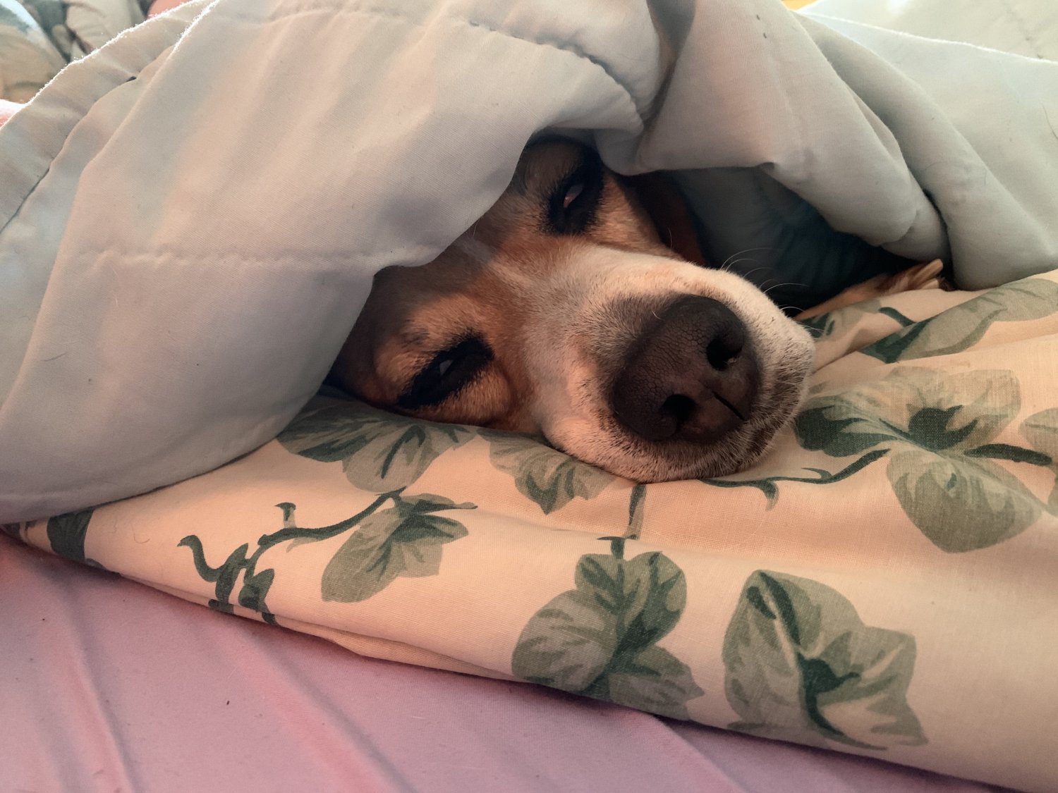 dog covers.jpg