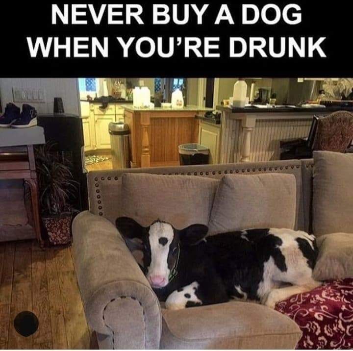 Dog cow.jpg
