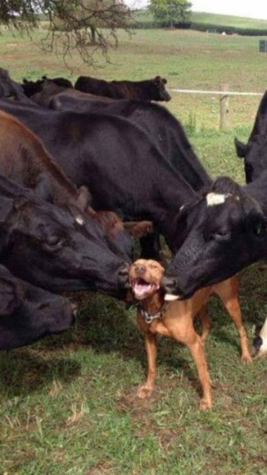 dog cows.jpeg