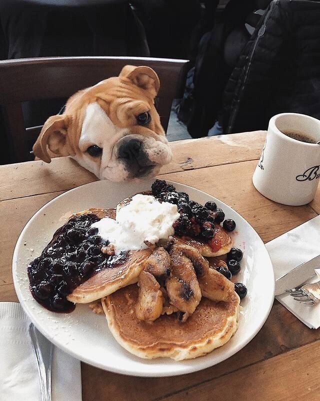 dog dinner.jpg