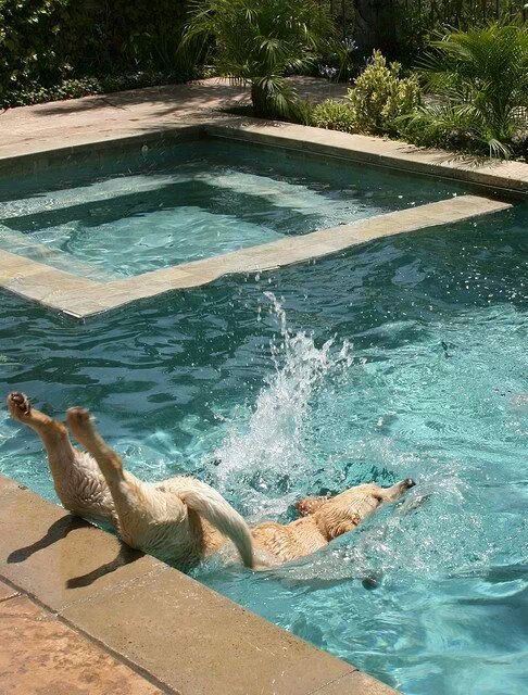 dog dive.jpg