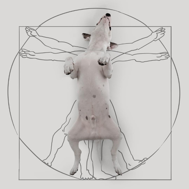 dog-doodles3.jpg